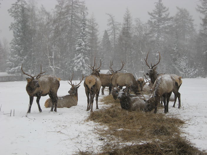 олени