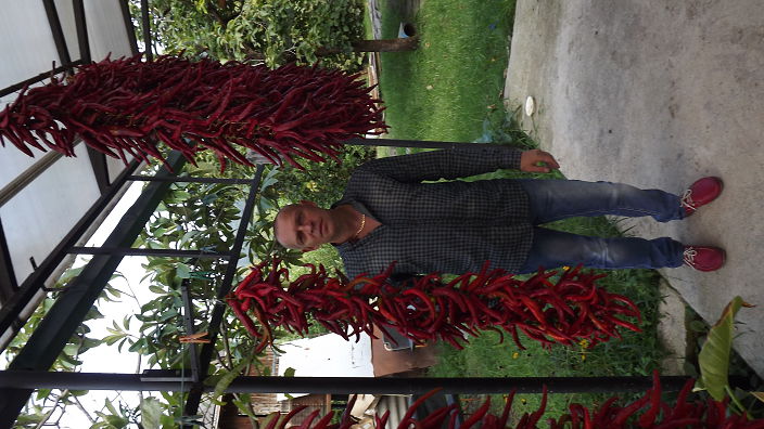 лето с перчиком