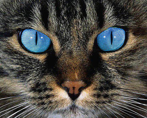 Tabby
