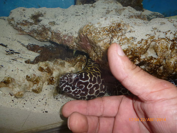 Мой домашний питомец.