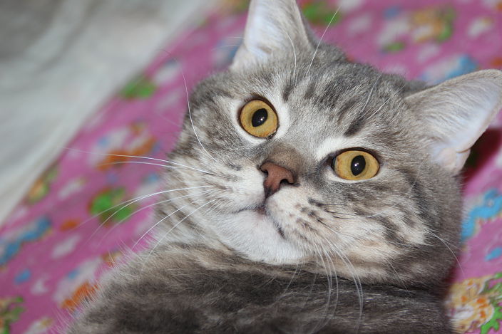 Кот КТО)))