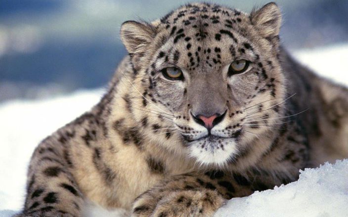 ищу пантеру