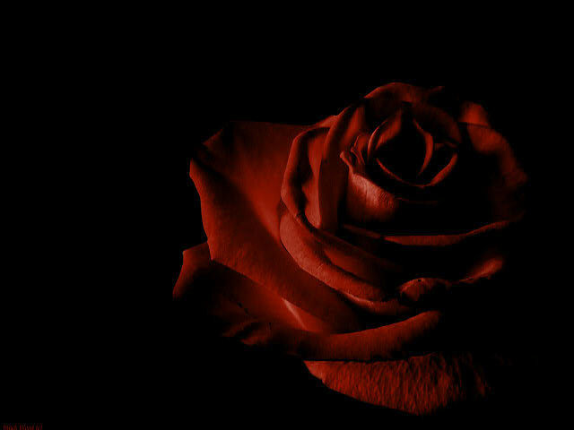 Люблю Розы.