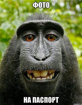 мужчине достаточно быть чуть красивее обезьяны