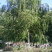 секс поляна